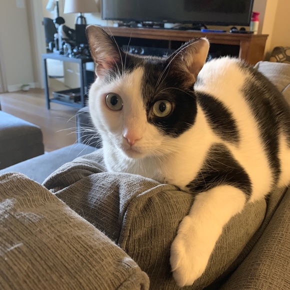 Meet your Posher, Marlee - Picture 3 of 7